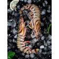 Frozen Chinese Shrimp Penaeus Japonicus